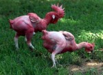 Featherless Chickens