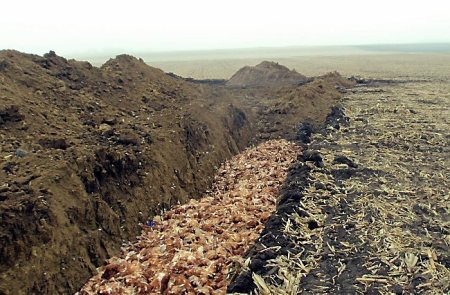 This photo provided by the Iowa Department of Natural Resources shows chickens in a trench on a farm in northwest Iowa. Millions of dead chickens and turkeys are decomposing in fly-swarmed piles near dozens of Iowa farms, culled because of a bird flu virus that swept through the state's large poultry operations. (Iowa Department of Natural Resources via AP)
